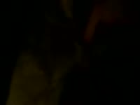 Late night dog porn tube